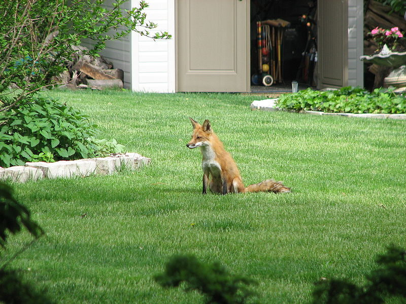 red fox sitting. Red fox in Central Illinois,