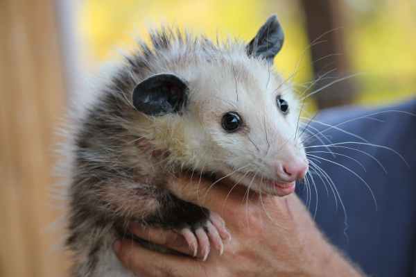possum-rodent-opossum-animal-48792.jpeg